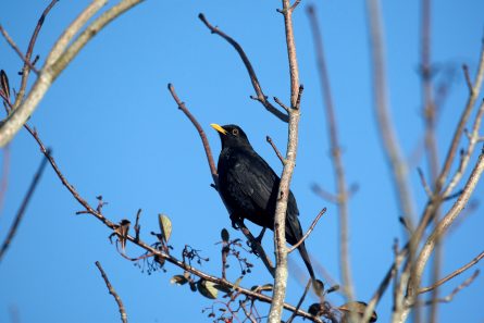 BEWARE THE BIRDS: DEVELOPERS AT RISK OF DELAYS UNLESS BREEDING BIRD SEASON MEASURES ARE TAKEN