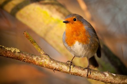 BEWARE THE BIRDS: DEVELOPERS AT RISK OF DELAYS UNLESS BREEDING BIRD SEASON MEASURES ARE TAKEN