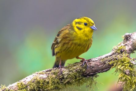 BEWARE THE BIRDS: DEVELOPERS AT RISK OF DELAYS UNLESS BREEDING BIRD SEASON MEASURES ARE TAKEN