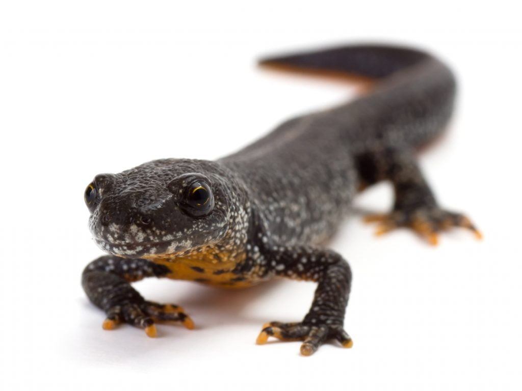 GREAT CRESTED NEWTS