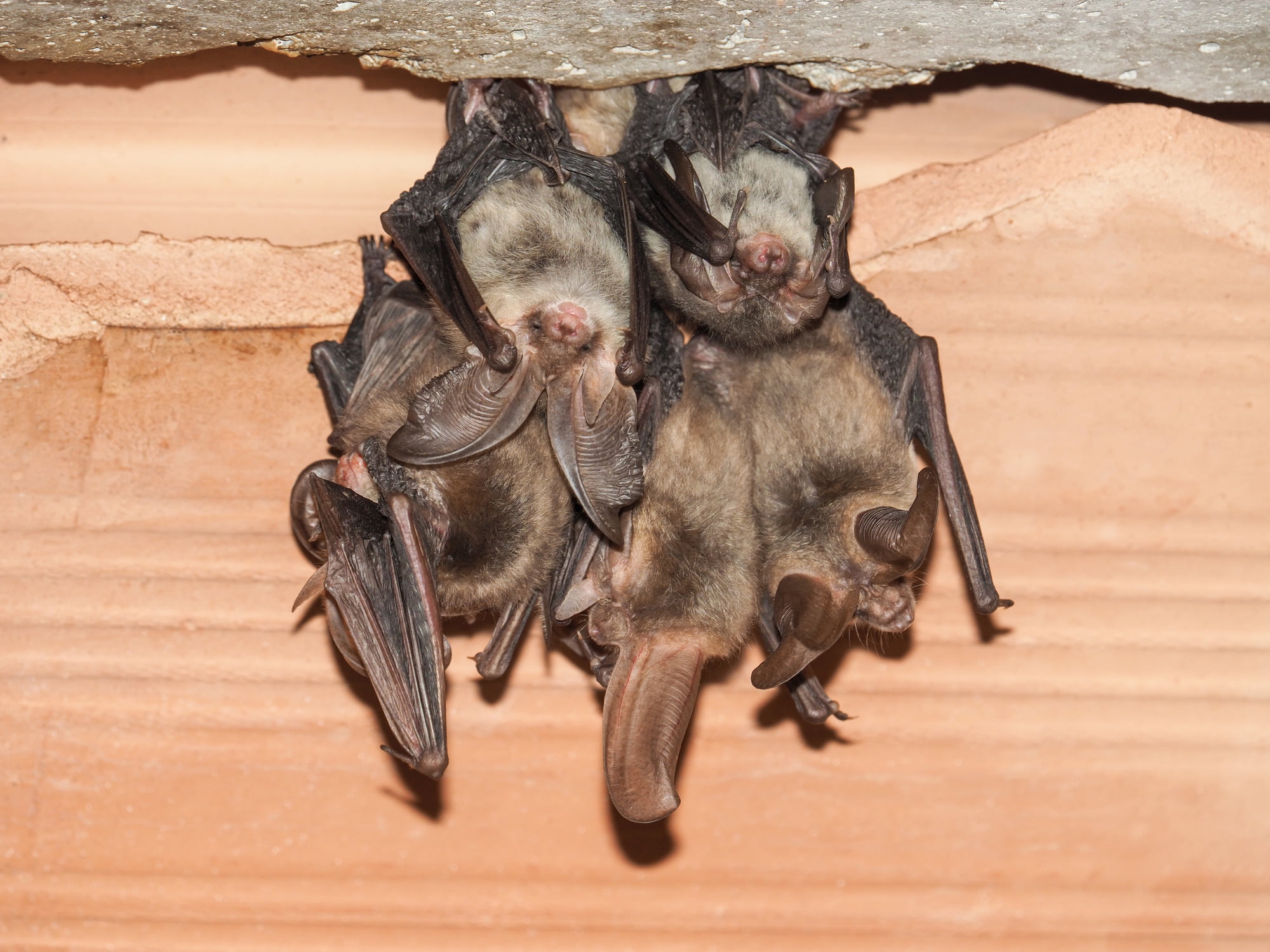 Group of Brown long-eared bat (Plecotus auritus)