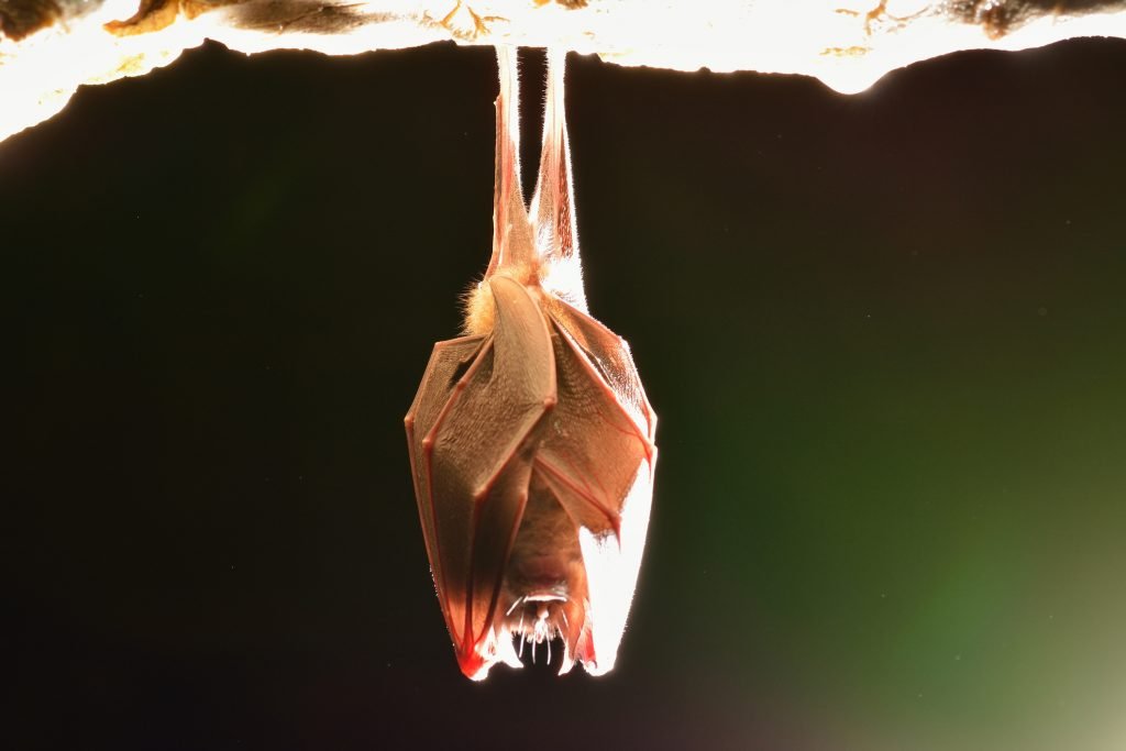 ECOLOGISTS WARN THAT DEVELOPERS HAVE JUST WEEKS REMAINING TO ASSESS AND ACT ON BAT ROOSTS TO AVOID DELAYS TO CONSTRUCTION