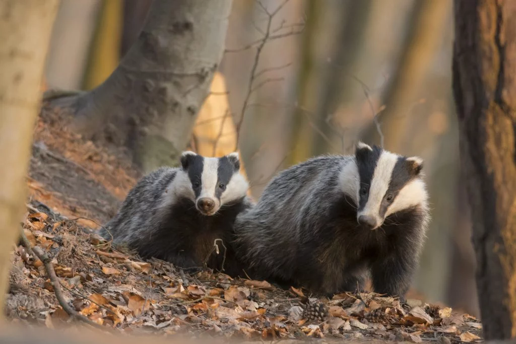National Badger Day, In Celebration Of Badgers | Harris Lamb