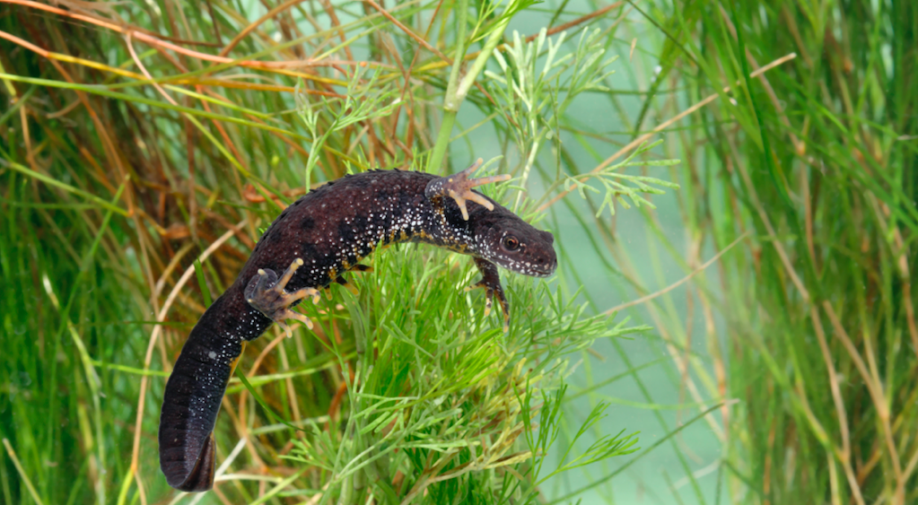 A Great Crested Newt