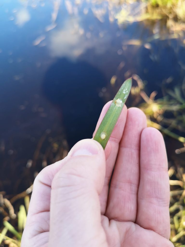 Great Crested Newt Eggs found on leaf. 