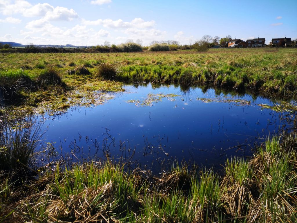 Harris Lamb's Environment team have been carrying out surveys for the creatures this month