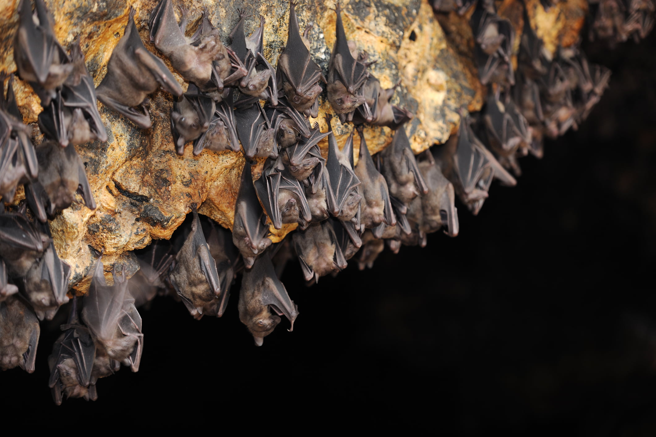 Huge Group of Bats in a Cave (XXXL)
