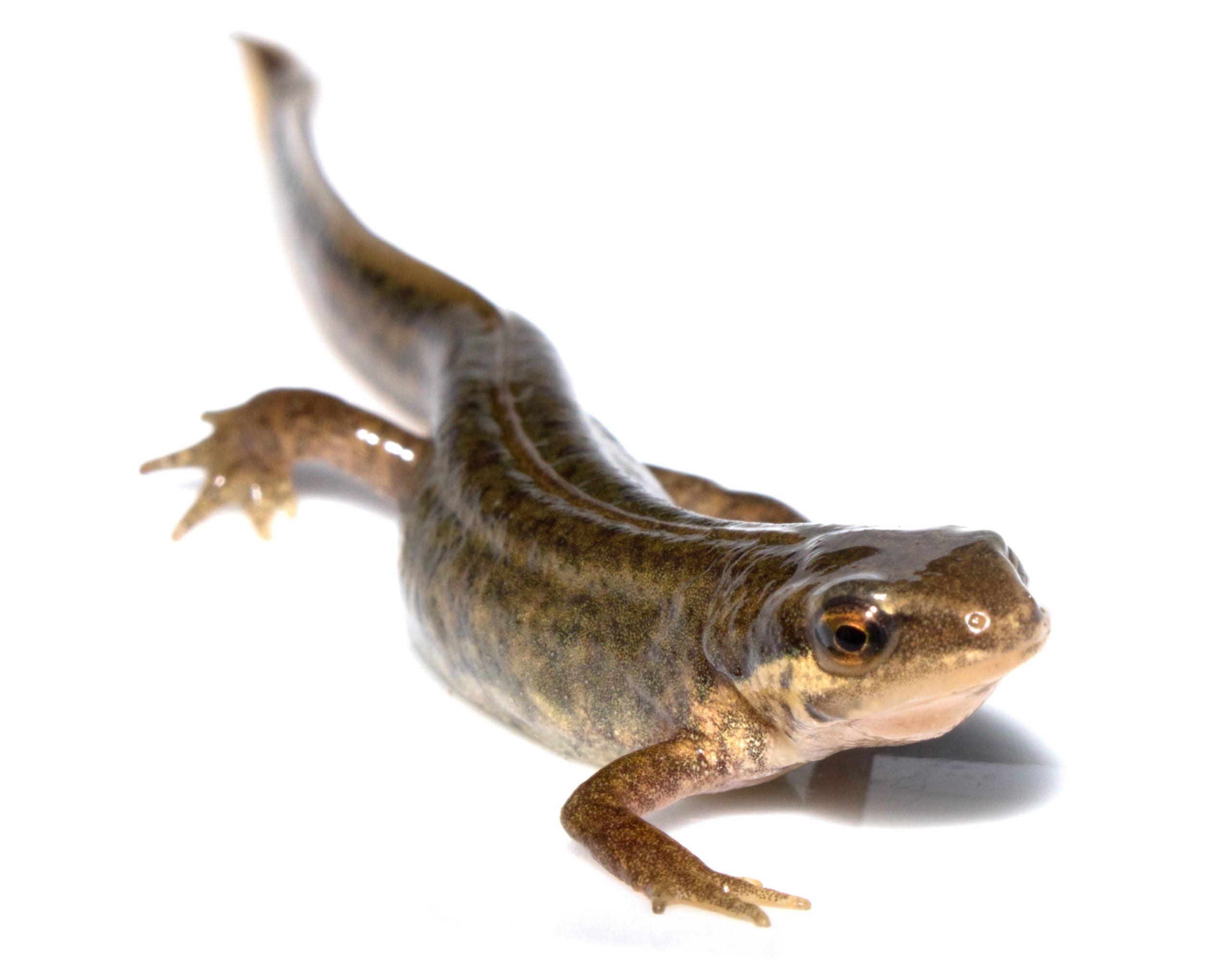 Close Up of Smooth Newt On White Background
